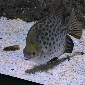 Spotted Scat (Scatophagus argus)