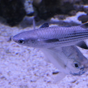 Squaretail Mullet (Ellochelon vaigiensis)
