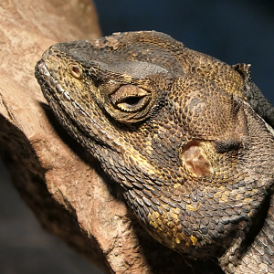 Frilled Lizard