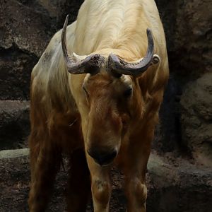 Golden Takin