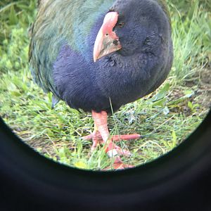 Takahe