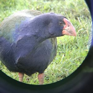 Takahe Juvenile