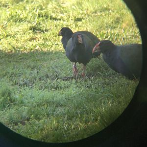 Takahe Family