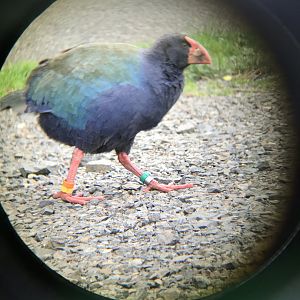 Takahe
