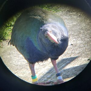 Takahe Juvenile