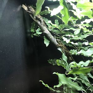 Forest Gecko