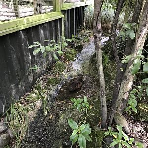 Campbell Island Teal