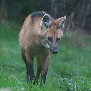Maned Wolf (Chrysocyon brachyurus)
