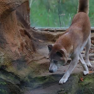 New Guinea Singing Dog (Canis lupus hallstromi)