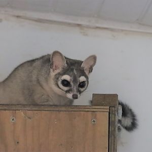 Ringtail (Bassariscus astutus)