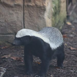 White-backed Ratel (Mellivora capensis leuconota)