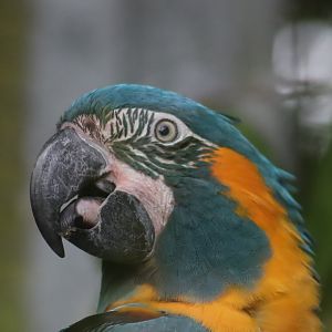 Blue-throated Macaw (Ara glaucogularis)