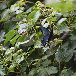 Swallowtail butterfly sp. (ID?)