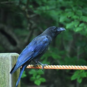 Large billed crow, (Corvus macrorhynchos)