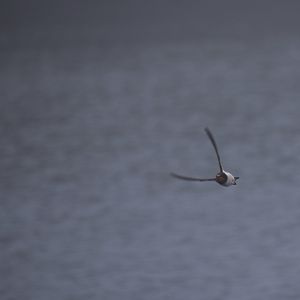 Swallow in the mist (Hirundo rustica)