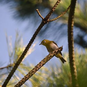 Warbling white-eye (Zosterops japonicus)