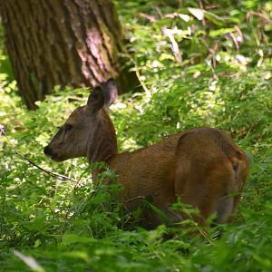 Siberian roe deer (Capreolus pygargus)