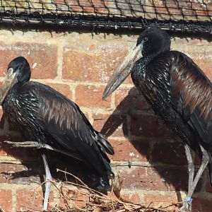 African Openbill (Anastomus lamelligerus)