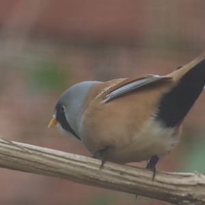 Bearded Reedling (Panurus biarmicus)