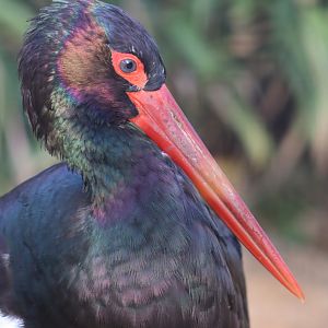 Black Stork (Ciconia nigra)