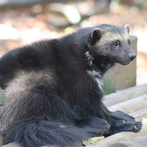 European Wolverine (Gulo gulo gulo)