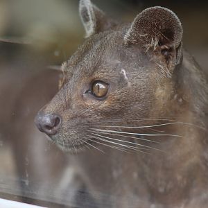 Fossa (Cryptoprocta ferox)