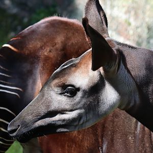 Okapi (Okapia johnstoni)