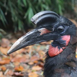 Abyssinian Ground Hornbill (Bucorvus abyssinicus)