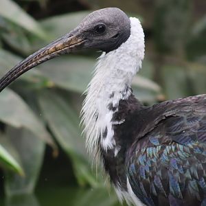 Straw-necked Ibis (Threskiornis spinicollis)