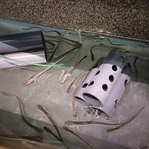 Gobioides broussonnetii