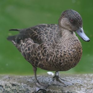 Chestnut Teal, Female (Anas castanea)
