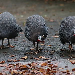 Helmeted guineafowl (Numida meleagris)