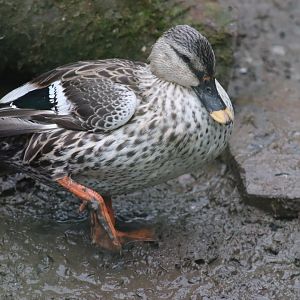 Indian spot-billed duck (Anas poecilorhyncha poecilorhyncha)