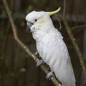 Lesser sulphur-crested Cockatoo (Cacatua sulphurea)