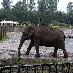 Asian elephant