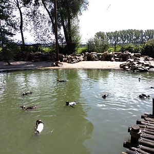 Humboldt pinguin enclosure