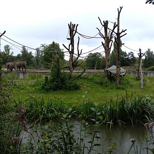 Gibbon enclosure (with elephants in the back)