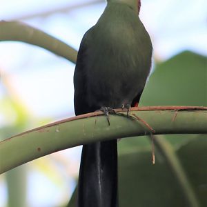 Red-crested Turaco (Tauraco erythrolophus)