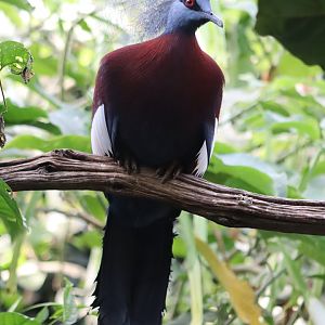 Sclater's Crowned Pigeon (Goura sclateri)