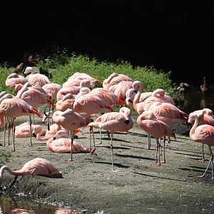 Bronx Zoo - Chilean Flamingo