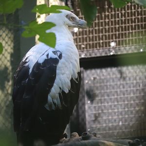 Pheasant Aviaries - Palm-Nut Vulture