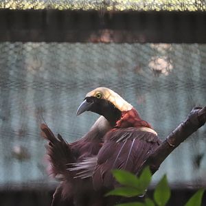 Pheasant Aviaries - Lesser Bird-of-Paradise