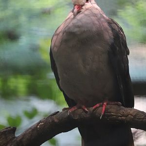 Pheasant Aviaries - Pink Pigeon