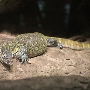 Congo Gorilla Forest - Nile Monitor