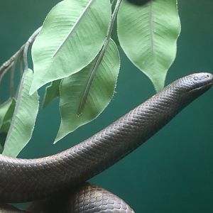 Congo Gorilla Forest - Calabar Python