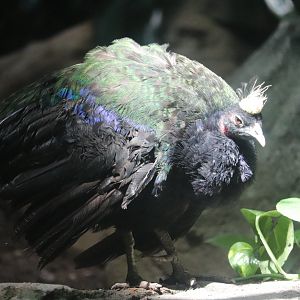 Congo Gorilla Forest - Congo Peafowl