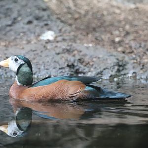 Congo Gorilla Forest - African Pygmy Goose