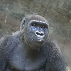 Congo Gorilla Forest - Western Lowland Gorilla