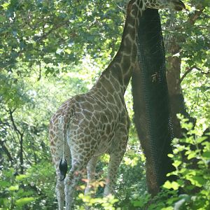 African Plains - Giraffe