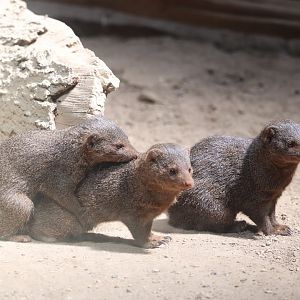 African Plains - Dwarf Mongoose